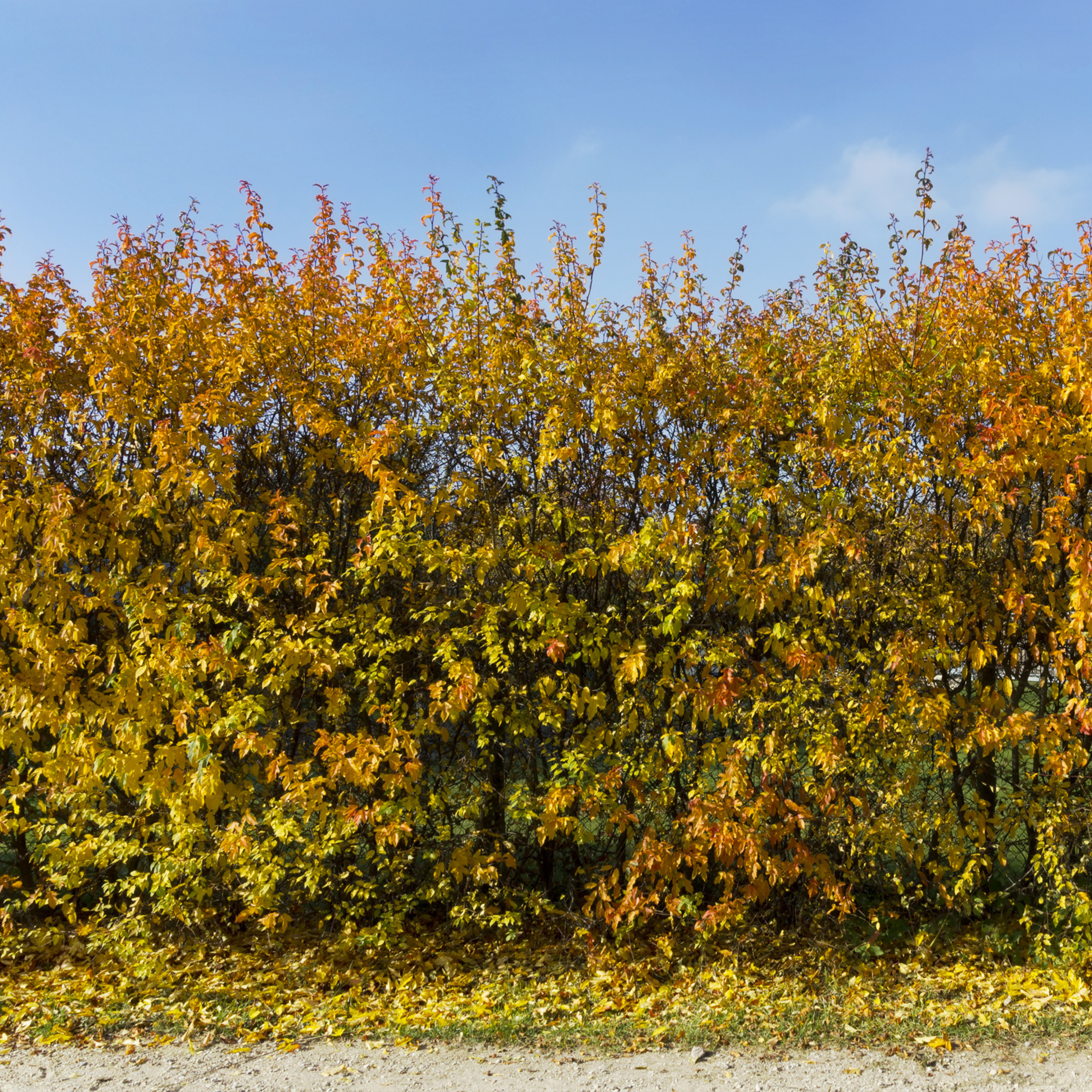 Pas cher et facile à planter !
