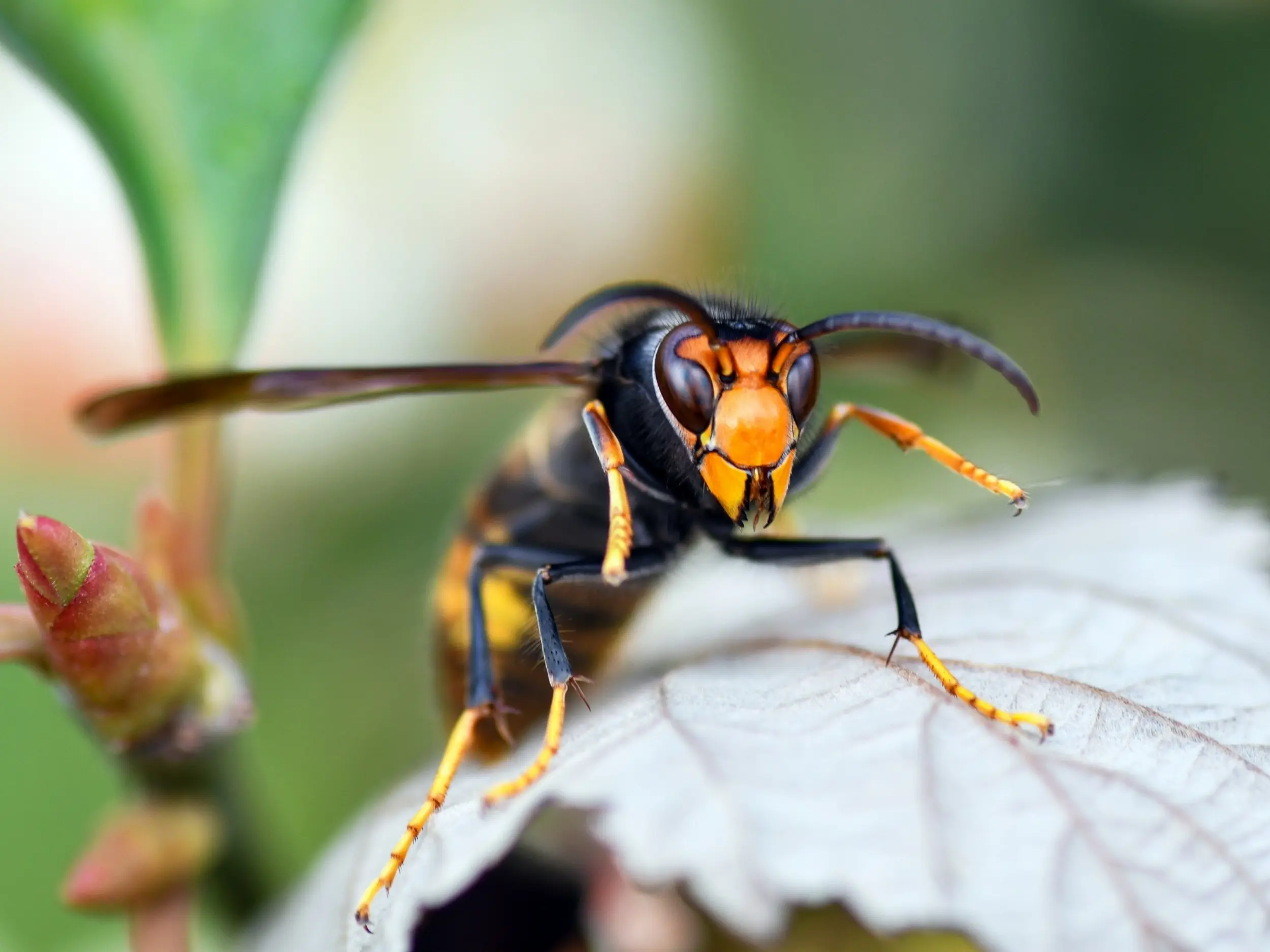 Luttez contre le frelon