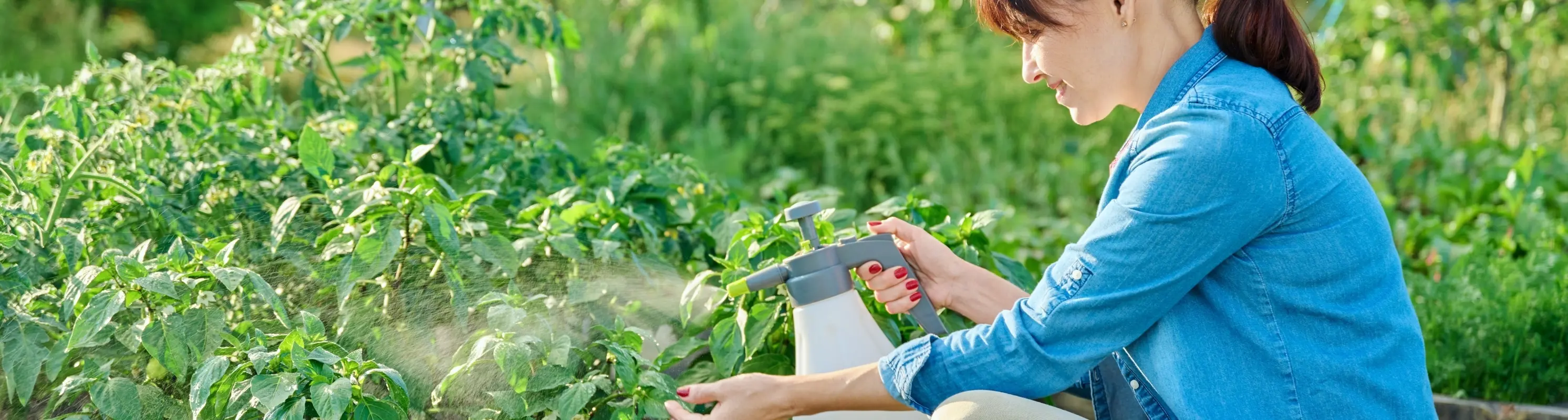 Préparé contre les maladies et les ravageurs