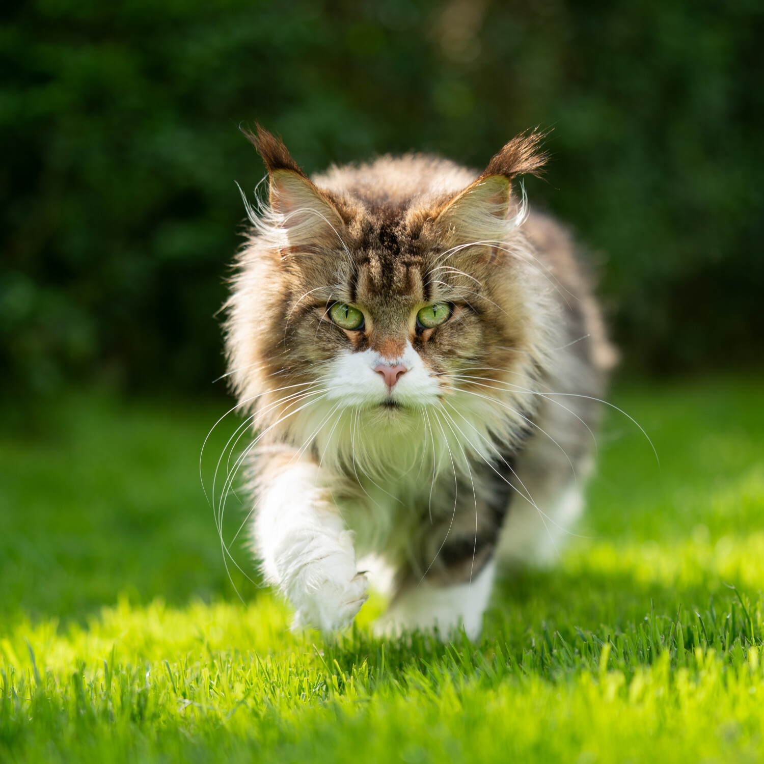 Katzen aus dem Garten vertreiben: tierfreundliche Tipps, um Katzen mit Pflanzen zu vertreiben