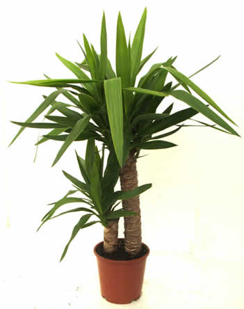 Zimmerpflanze: Yucca oder Palmlilie
