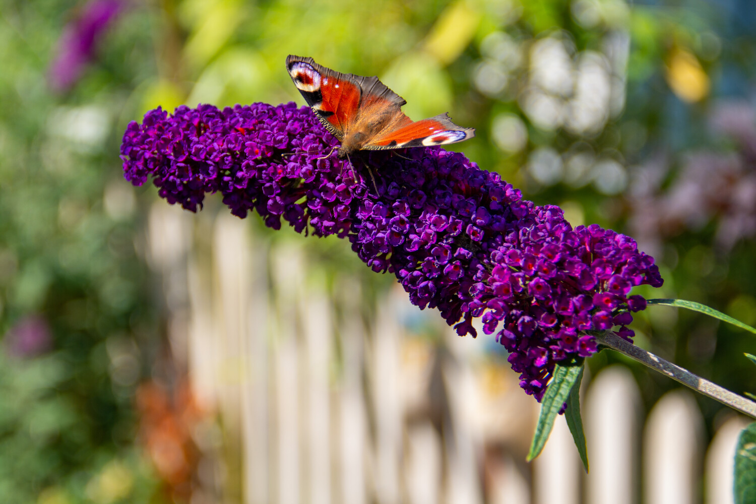 Der Schmetterlingsstrauch oder Buddleia zieht viele Schmetterlinge an