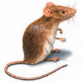 Combattre rats et souris avec efficacité