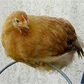 Hühnerhaltung: sämtliche Vor- und Nachteile