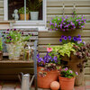 10 astuces pour vos plantes de terrasse, de balcon, de patio...