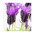 Lavandula stoechas / Schopf-Lavendel: stutzen, stecken, Arten, ...