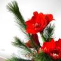 Réalisez un bouquet de Noël avec des amaryllis