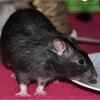 Que faire face à une invasion de rats? Et comment l'éviter?