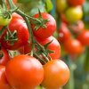Comment semer des tomates?
