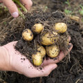 Petit mode d'emploi pour la culture des pommes de terre
