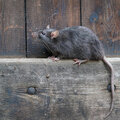 Barrière Radikal vous débarrasse des rats et souris à la maison