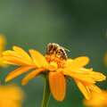 Des fleurs uniques pour satisfaire les abeilles