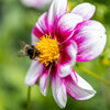 Blumenzwiebeln für glückliche Bienen