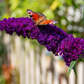 Der Schmetterlingsstrauch oder Buddleia lockt viele Schmetterlinge in den Garten