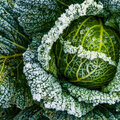 Quels légumes peut-on cultiver en hiver?
