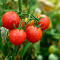 Semer soi-même de délicieuses tomates!