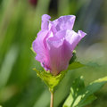 L'hibiscus, pour un été plein de couleurs