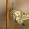 Le machaon, de la chenille au papillon