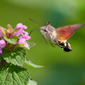 Admirer une rareté au jardin : le papillon colibri