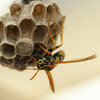Qui est cet insecte qui nous approche? Une abeille, une guêpe ou un syrphe-frelon?