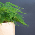Notre plante d'intérieur de la semaine : l'Asparagus 'Plumosus'