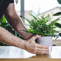 Notre plante d'intérieur de la semaine : l'Asplenium parvati