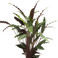 Découvrons la plante d'intérieur de la semaine : le Calathea de velours