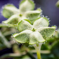 Notre plante d'intérieur de la semaine : le Ceropegia 'plante parachute'