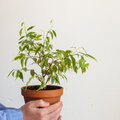 Notre plante d'intérieur : le Ficus benjamina