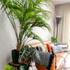 Notre plante d'intérieur de cette semaine : le palmier Kentia