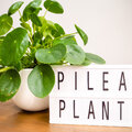 Notre plante d'intérieur de la semaine : le Pilea peperomioides