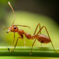 Les fourmis, des insectes ennuyeux ou utiles?