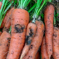 Comment contrer les mouches du poireau, de la carotte et du chou?