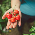 Gare au mildiou sur nos tomates