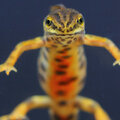 Découvrir et reconnaître les variétés de salamandres de nos jardins