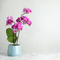 Les bons conseils pour avoir les plus belles orchidées