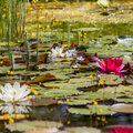 Augmentez la biodiversité dans votre étang