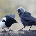 Reconnaître les oiseaux : les corvidés