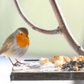 Quelle nourriture donner aux oiseaux selon la saison?