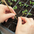 Semer en mars, première étape du redémarrage du jardin potager