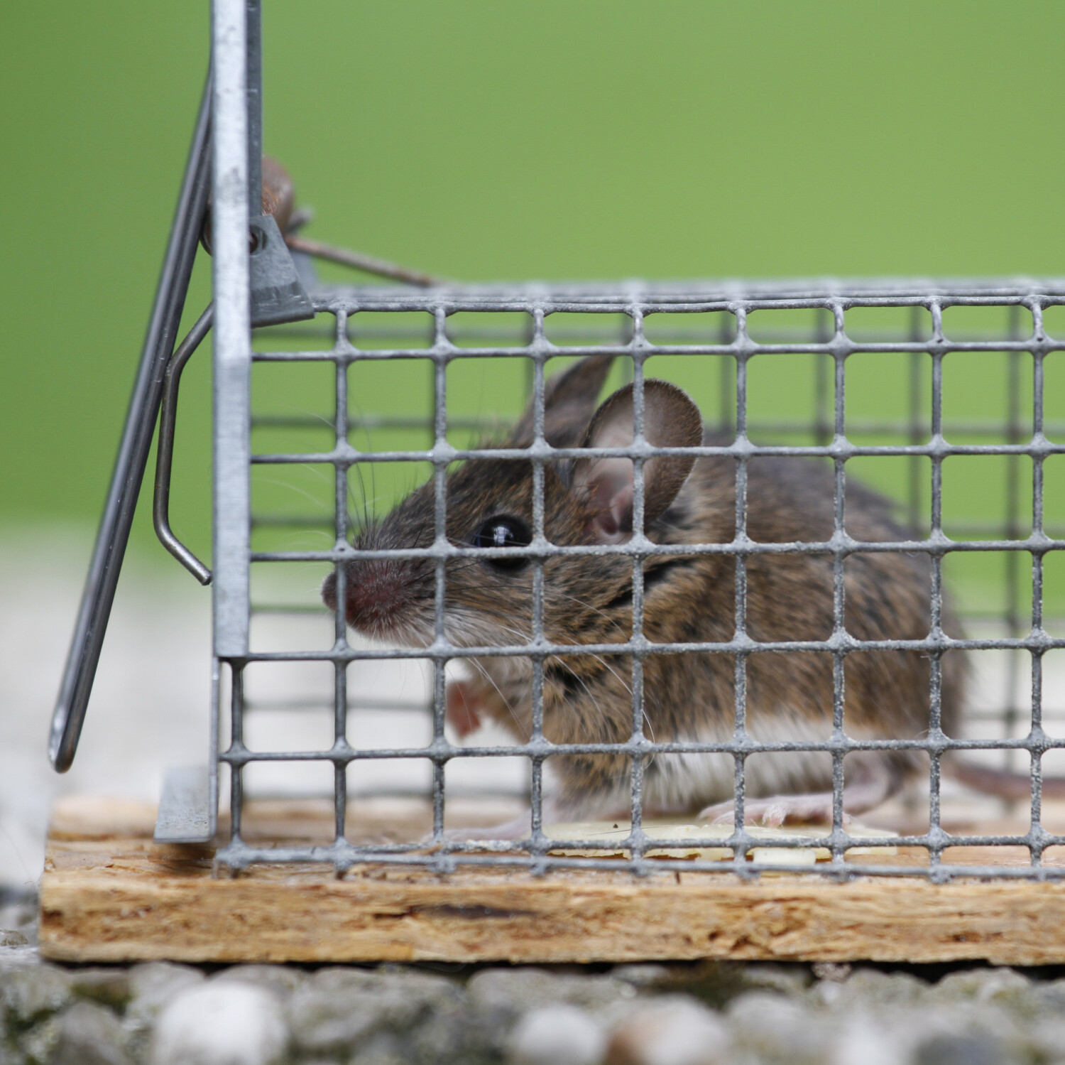 Piège pour capturer les souris vivantes - Webshop - Matelma