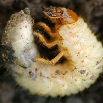 Nématodes contre les larves de la mouche des terreaux - DCM