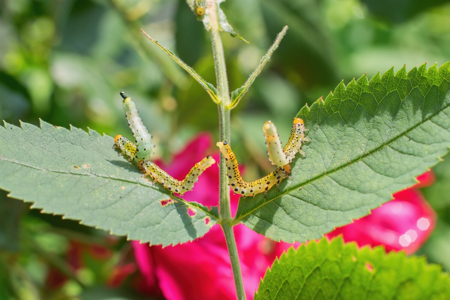 Rosen: Schädlinge und Krankheiten bei Rosen erkennen und bekämpfen, wie falscher Mehltau, Sternrußtau, Raupen, Blattläuse, Rosenrost