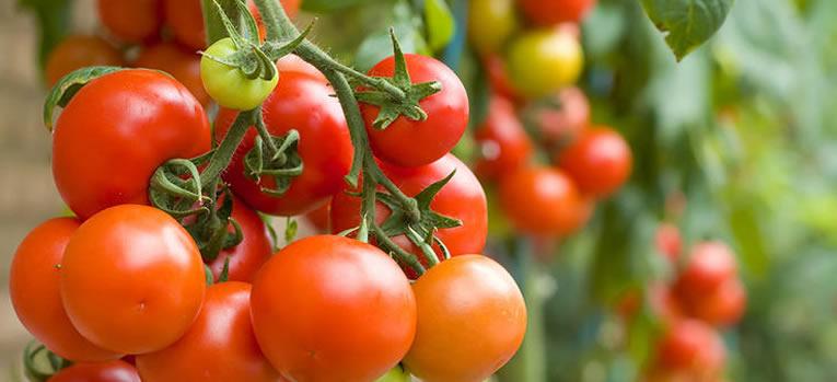 semer des tomates