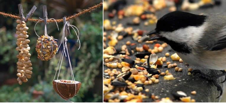 Oiseaux des jardins : graines et alimentation pour oiseaux du