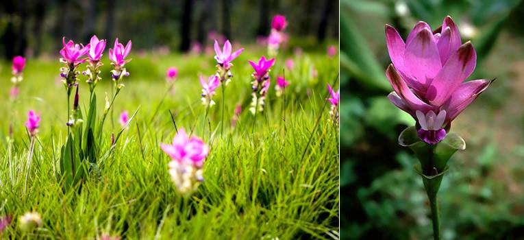 Curcuma, de la plante d\'intérieur à l\'épice médicinale Curcuma, de la plante d\'intérieur à l\'épice médicinale