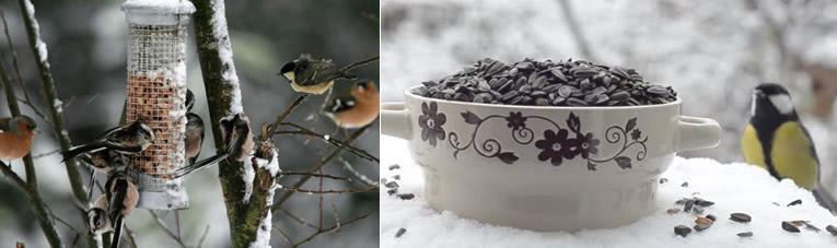 sources d'alimentation pour les oiseaux en hiver