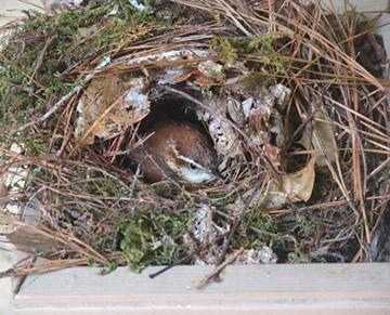 Nichoir Oiseaux Extérieur,Maison d'oiseau Naturel Nid Suspendu,nid