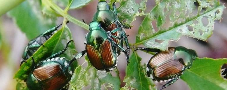 Le scarabée japonais Popillia japonica