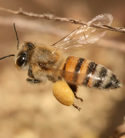 Maison d'abeilles, Petit Nid d'insectes, Décoration de Ruche pour  Accessoires de Jardin d'insectes